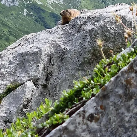 شقة Fahren-schneeschuhwandern-langlauf Inkl Hallenbad *