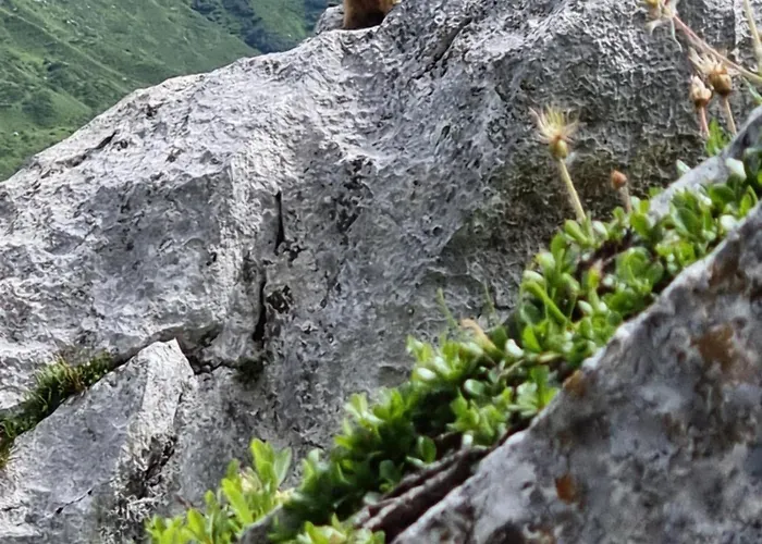 Apartamento Fahren-schneeschuhwandern-langlauf Inkl Hallenbad *